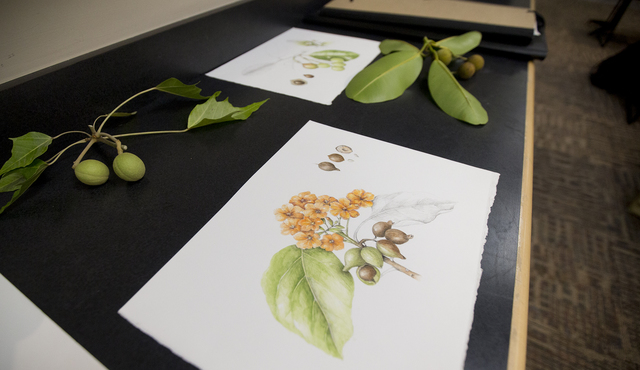 1683716_web1_Botanical_Drawing_Workshop_4.jpg