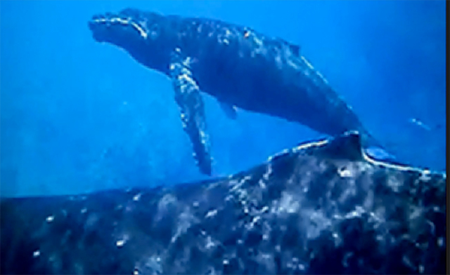 1711853_web1_Whale_Video_1.jpg