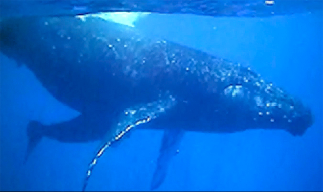 1711853_web1_Whale_Video_2.jpg