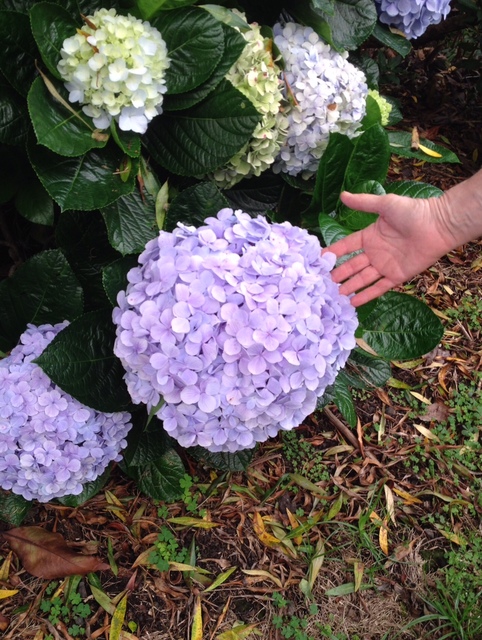 1777772_web1_hydrangeas.jpg