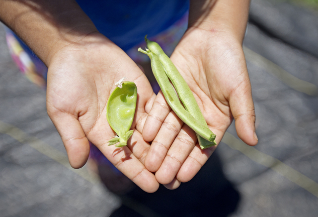 1778111_web1_Laupahoehoe_School_Garden_4.jpg