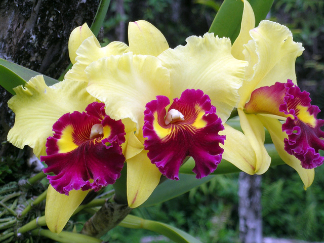Hilo show to put emphasis on orchids new, beautiful - Hawaii Tribune-Herald