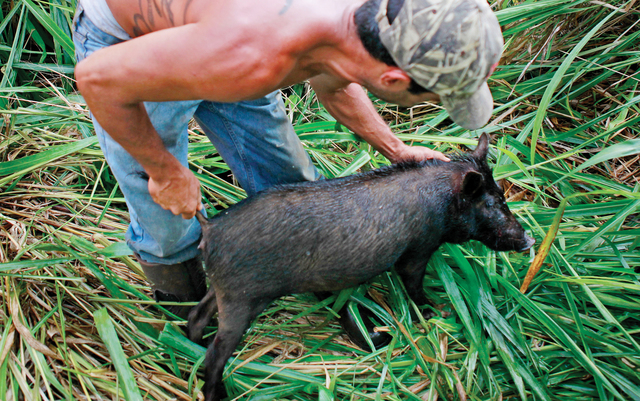 1962092_web1_Pig_Hunting_2_C.jpg