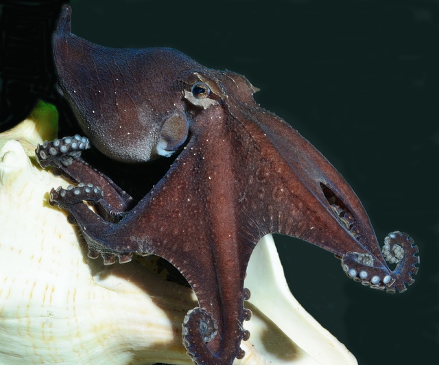 2030520_web1_Odd-Octopus_Chri.jpg