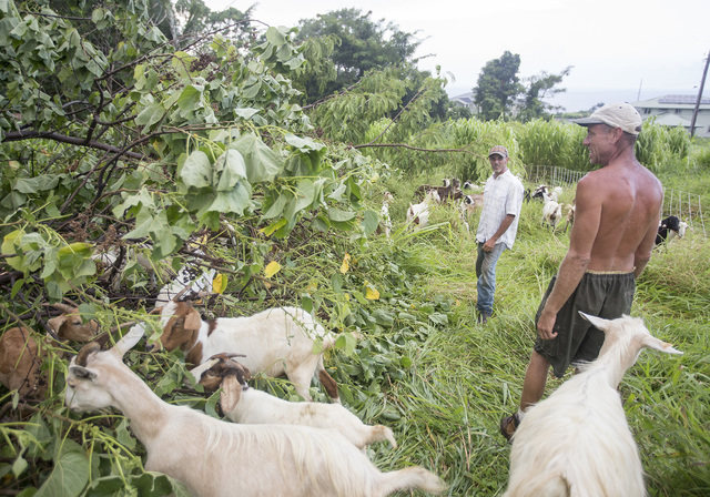 2138497_web1_Aina_Pono_Livestock_and_Land_Maintenance_1.jpg