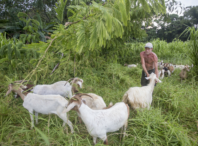 2138497_web1_Aina_Pono_Livestock_and_Land_Maintenance_2.jpg