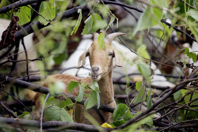 2138497_web1_Aina_Pono_Livestock_and_Land_Maintenance_5.jpg