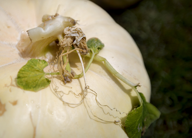 2284473_web1_7th_Big_Island_Giant_Pumpkin_Contest_4.jpg