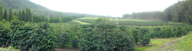 2303214_web1_Cloud-Rest-coffee-farm-10-08-15.jpg