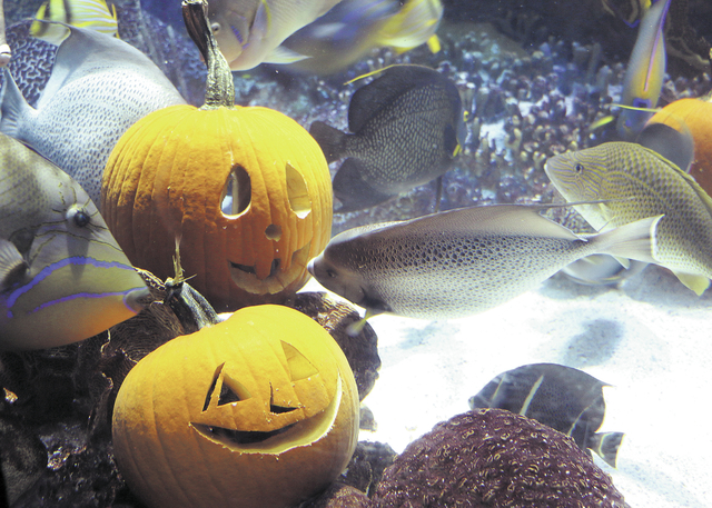 2410097_web1_Underwater-Jack-O-Lan_Chri.jpg