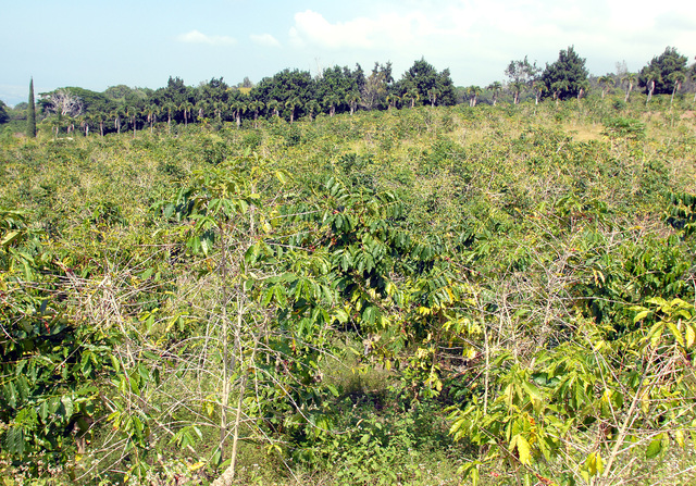 2415066_web1_Sugai-Coffee-Farm_0008.jpg