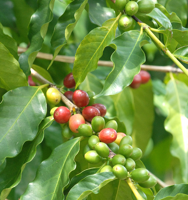 2415066_web1_Sugai-Coffee-Farm_0019.jpg