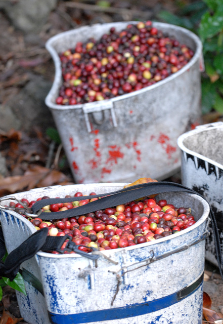 2415066_web1_Sugai-Coffee-Farm_0027.jpg