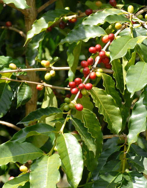 2415066_web1_Sugai-Coffee-Farm_0042.jpg