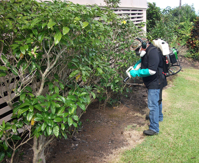 2441151_web1_Dengue_Spraying_Handout_1.jpg