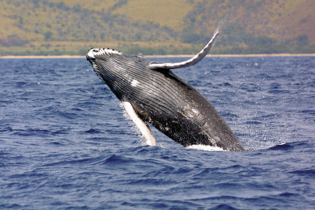 2641763_web1_Humpback-whale-spotted.jpg