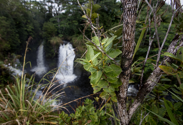 2670752_web1_Piihonua_Ohia_Trees_1.jpg