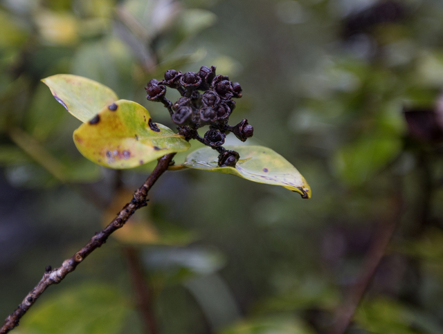 2670752_web1_Piihonua_Ohia_Trees_2.jpg