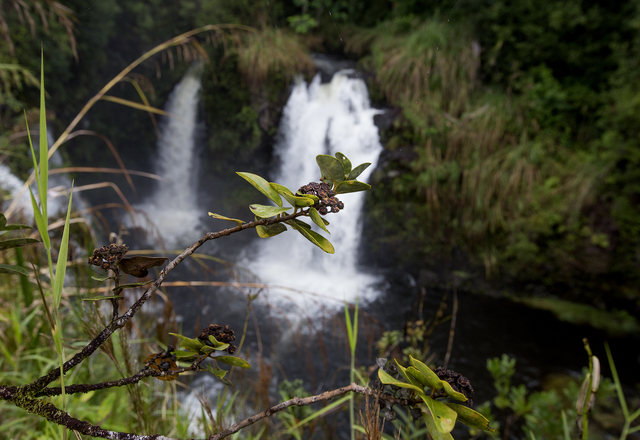 2670752_web1_Piihonua_Ohia_Trees_3.jpg