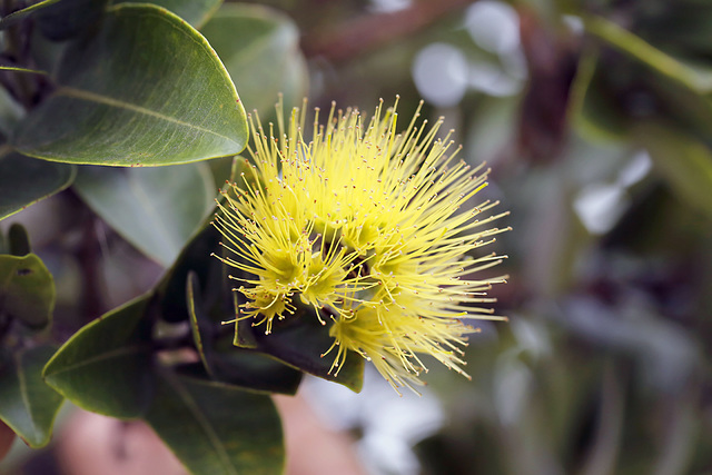 2722734_web1_Yellow-ohia-lehua-blooming-in-Kahuku_MSzoenyi.jpg