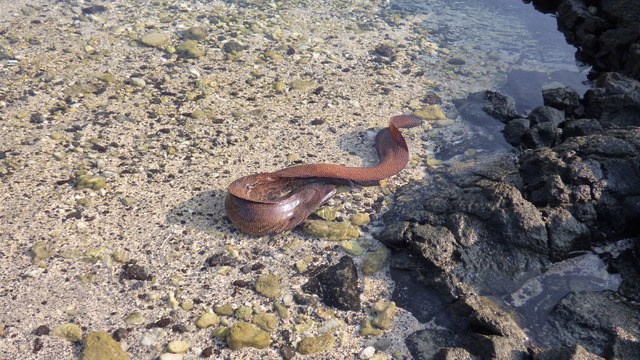 2727280_web1_Moray-eel-1-01-02-15.jpg