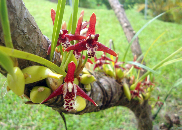 2736421_web1_Maxillaria-tenuifolia.jpg