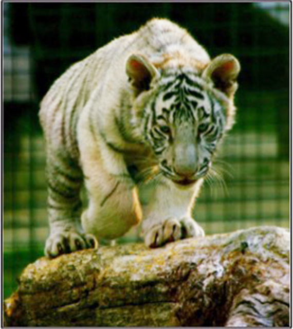 3036001_web1_Male-Tiger-1.jpg