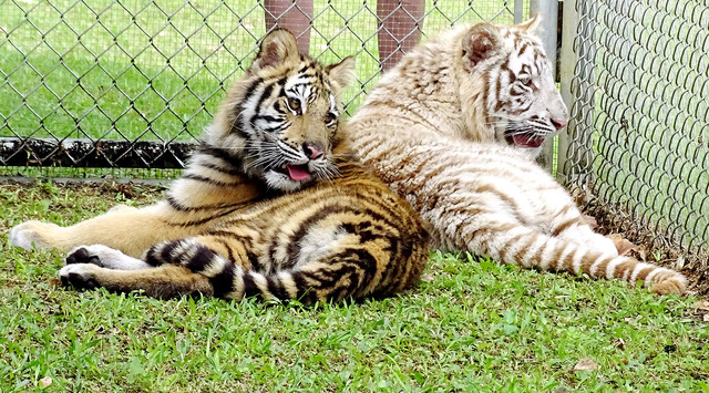 3075862_web1_bengal-hilo-zoo-02.jpg