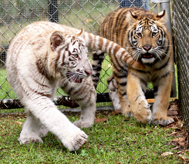 3075862_web1_bengal-hilo-zoo-04.jpg