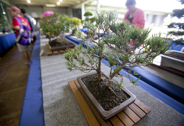 3167628_web1_Bonsai_Show_at_Library_2.jpg