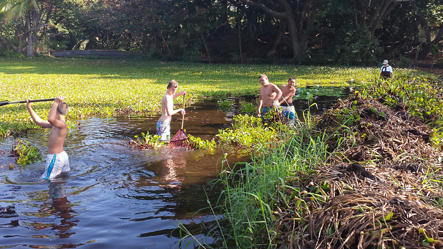 3200228_web1_Volcano_School_water_hyacinth_clean_up.jpg