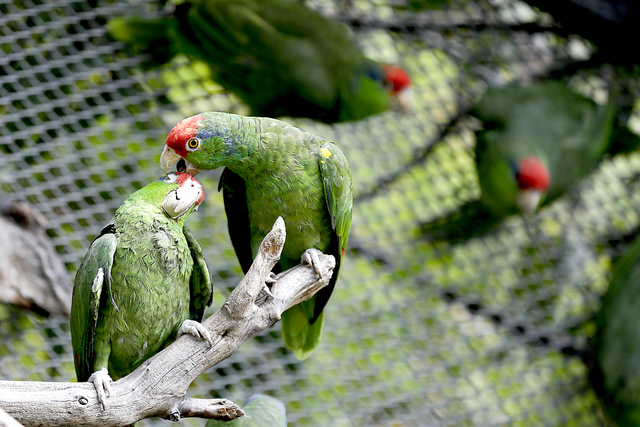 3246935_web1_Protecting-Parrots_Roge.jpg