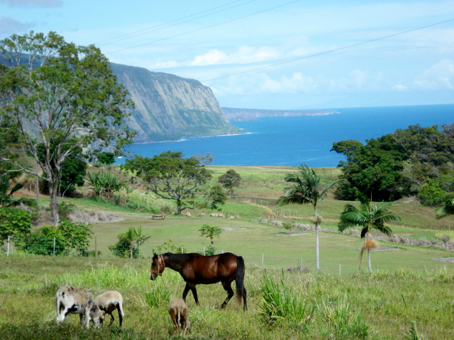 3276865_web1_kukuihaele-park-with-horse.jpg