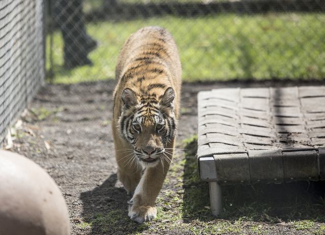 3282301_web1_Zoo_Tigers_Emus_Gators_10.jpg