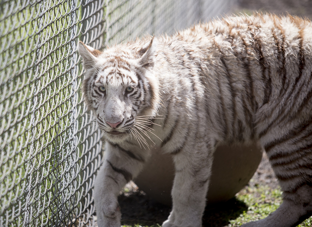 3282301_web1_Zoo_Tigers_Emus_Gators_9.jpg