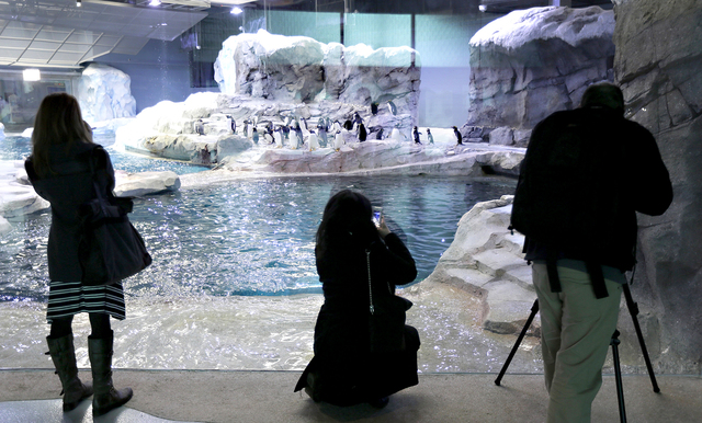 3316225_web1_Detroit-Zoo-Penguins_Chri-copy-2.jpg