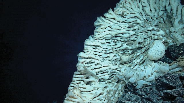 3566147_web1_Giant-Sponge-Hawaii_Chri.jpg