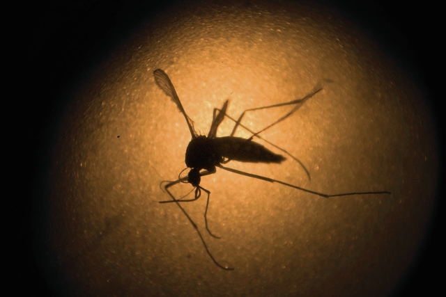 3584343_web1_Alabama-Zika-Preparat_Chri.jpg