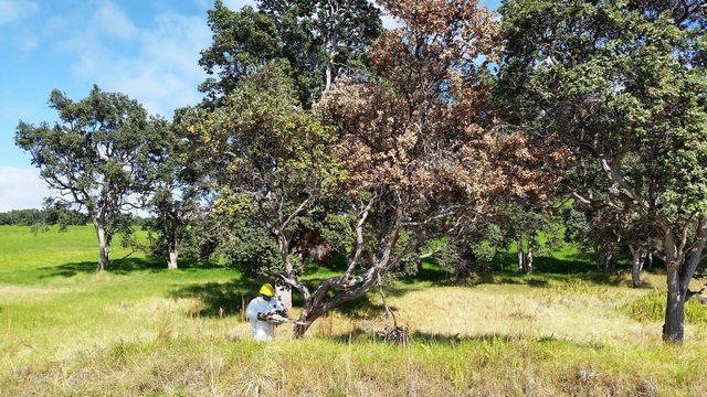 3598887_web1_NPS-resource-management-employee-fells-a-ROD-infected-ohia-in-Kahuku_lr.jpg