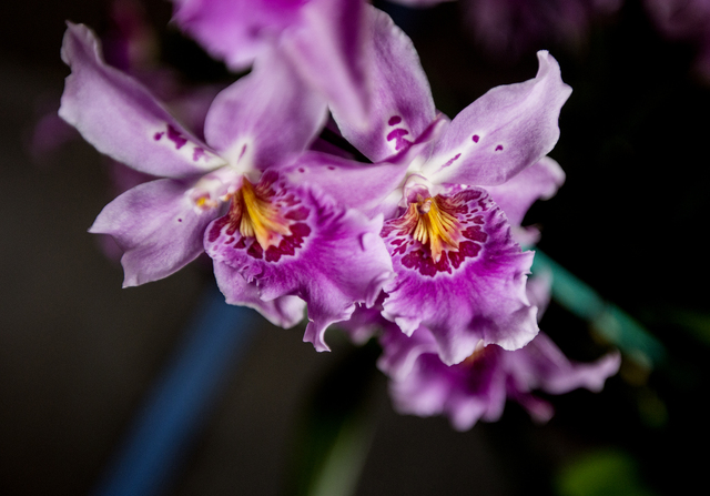 3604893_web1_Orchid_Show_4.jpg