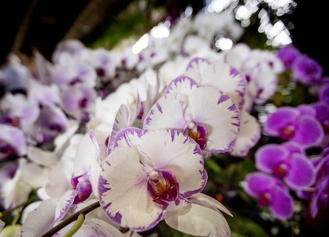 3604893_web1_Orchid_Show_5.jpg