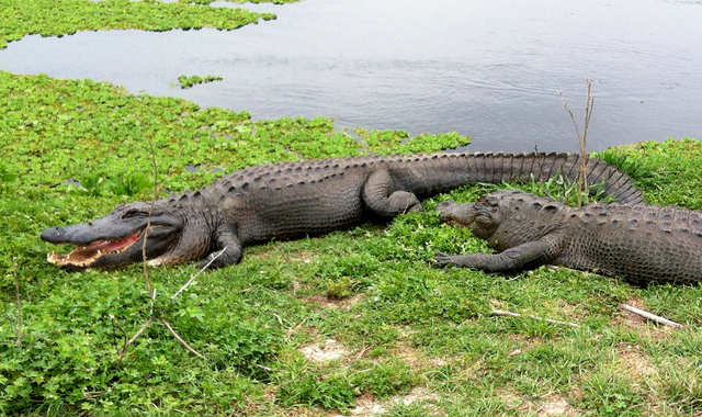 Are There Crocodiles in Hawaii  