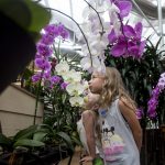 3699666_web1_Akatsuka_Orchid_Gardens_Orchid_Maze_1.jpg