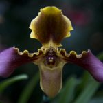 3699666_web1_Akatsuka_Orchid_Gardens_Orchid_Maze_7.jpg