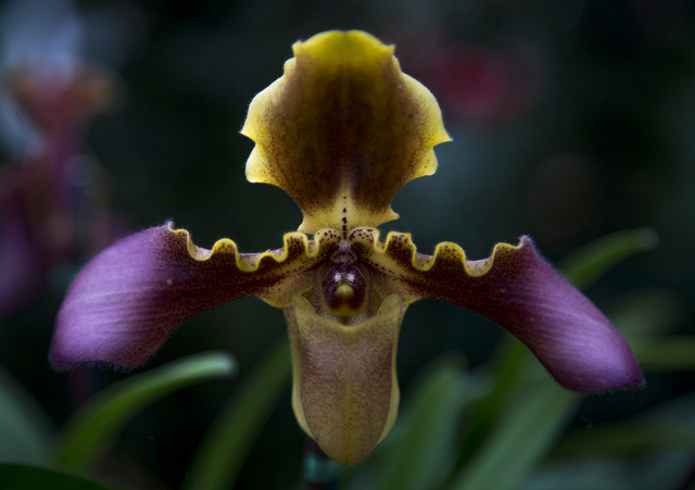 3699666_web1_Akatsuka_Orchid_Gardens_Orchid_Maze_7.jpg