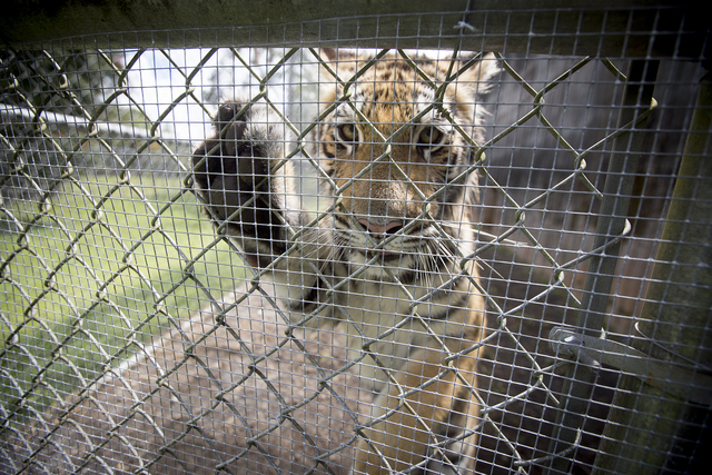 3717612_web1_Zoo_Tigers_Emus_Gators_8.jpg