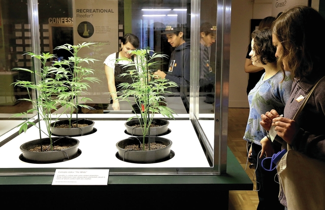 3777574_web1_Museum-Marijuana_Chri.jpg