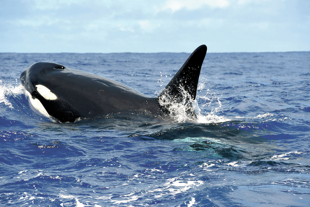 3907211_web1_Hawaii-Whale-And-Dolp_Chri.jpg