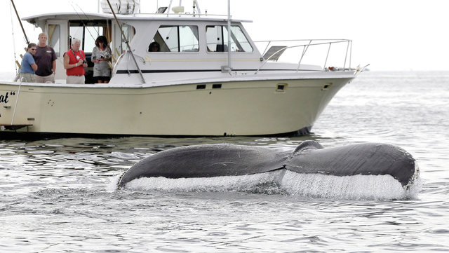 4122000_web1_Humpback-Whales_Chri.jpg