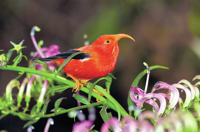 4128198_web1_Hawaiian-Birds-Climat_Chri.jpg